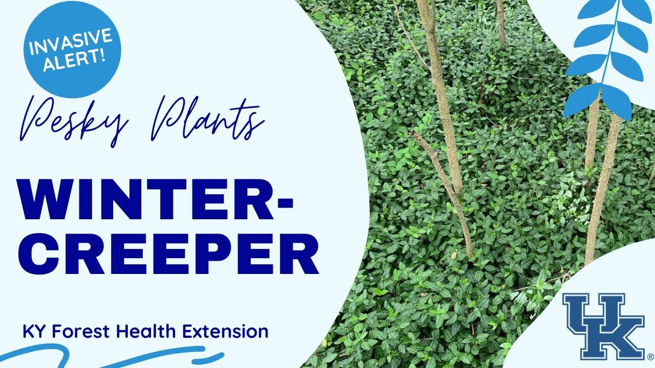 Pesky Plant: Wintercreeper