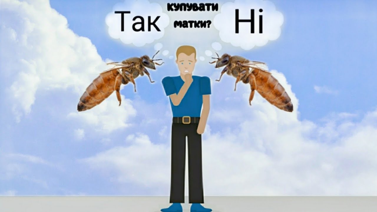 Чи потрібно купувати матки? Які результати показують куповані матки?