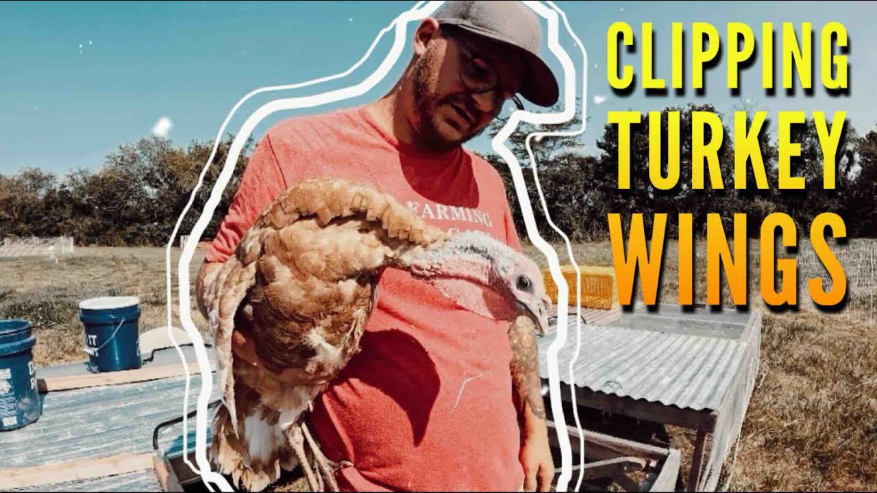 Clipping Turkey Wings - Homestead Tips