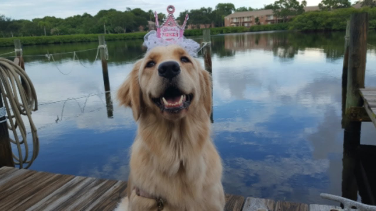 🎉 Celebrating My Service Dog’s Birthday! 🐾❤ (6/26/17)