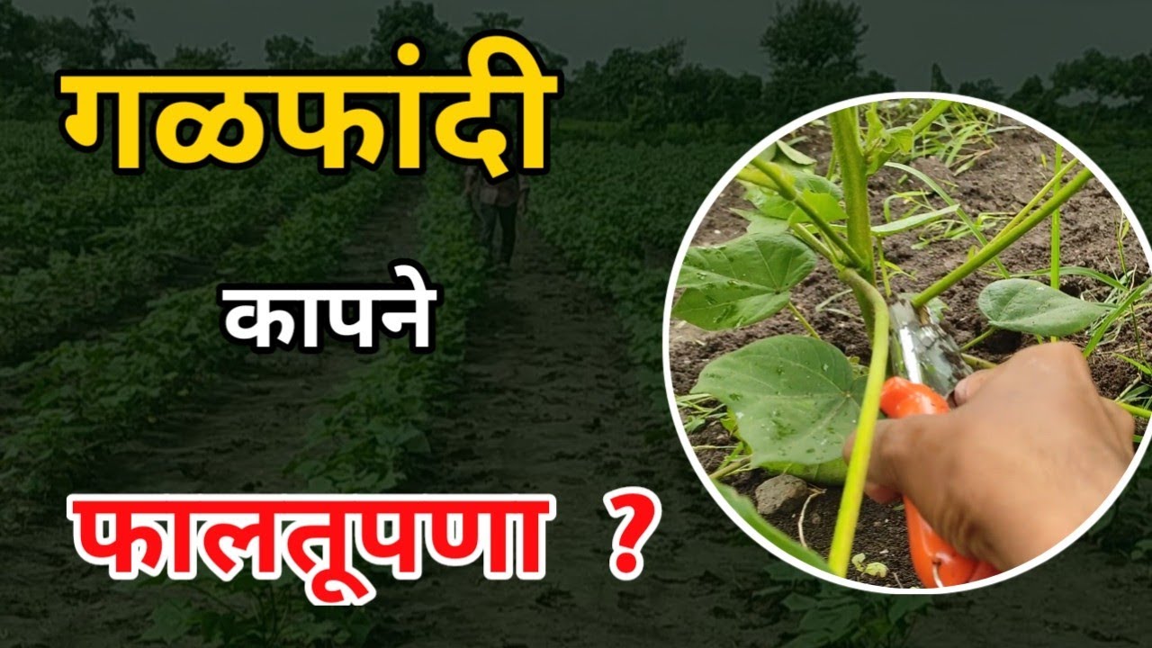 गळफांदी कापने फालतूपणा की शहाणपणा | गळफांदी कापल्याने काय होते | गळफांदी कशी ओळखायची 