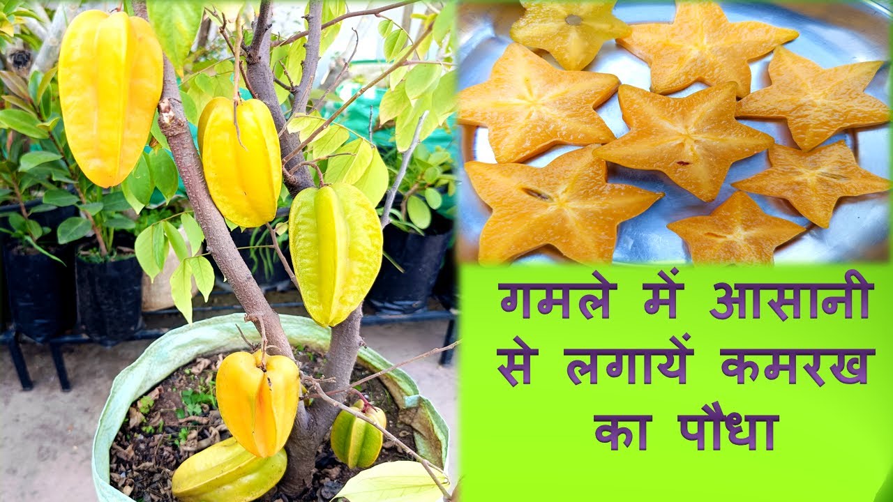 How to grow Star fruit(Carambola) plant at home,गमले में आसानी से उगाएं कमरख का पौधा