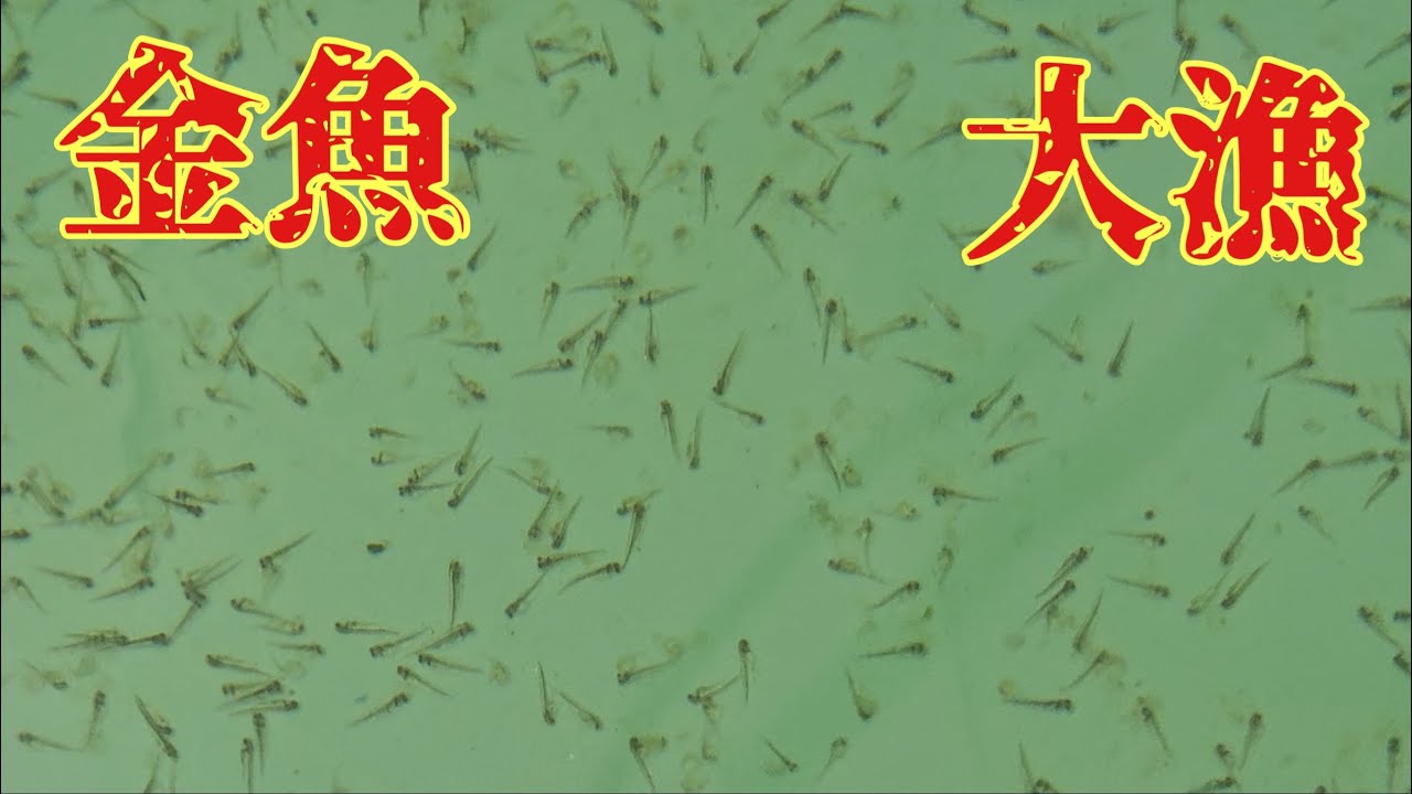 金魚大漁(蝶尾) 2026年2月28日 メダカ日誌