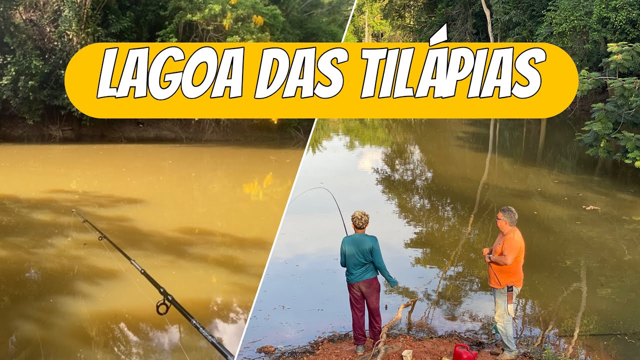 SO FALTOU VIM AS TILAPIAS MAIORES