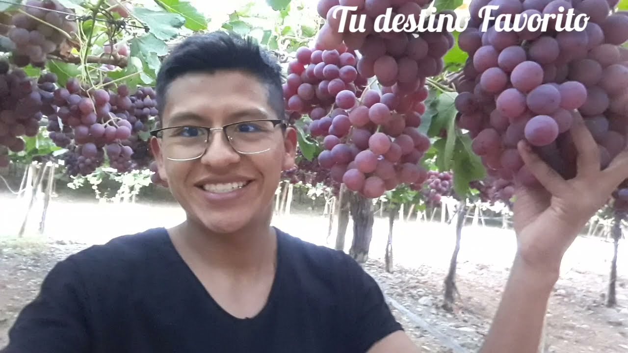 COSECHA DE UVA EN CHILE. ¿CUÁNTO SE GANA ? ES LO QUE NECESITAMOS EN BOLIVIA!