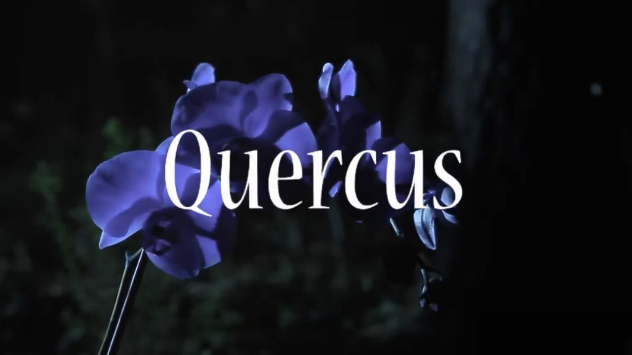 COURT METRAGE /// Quercus
