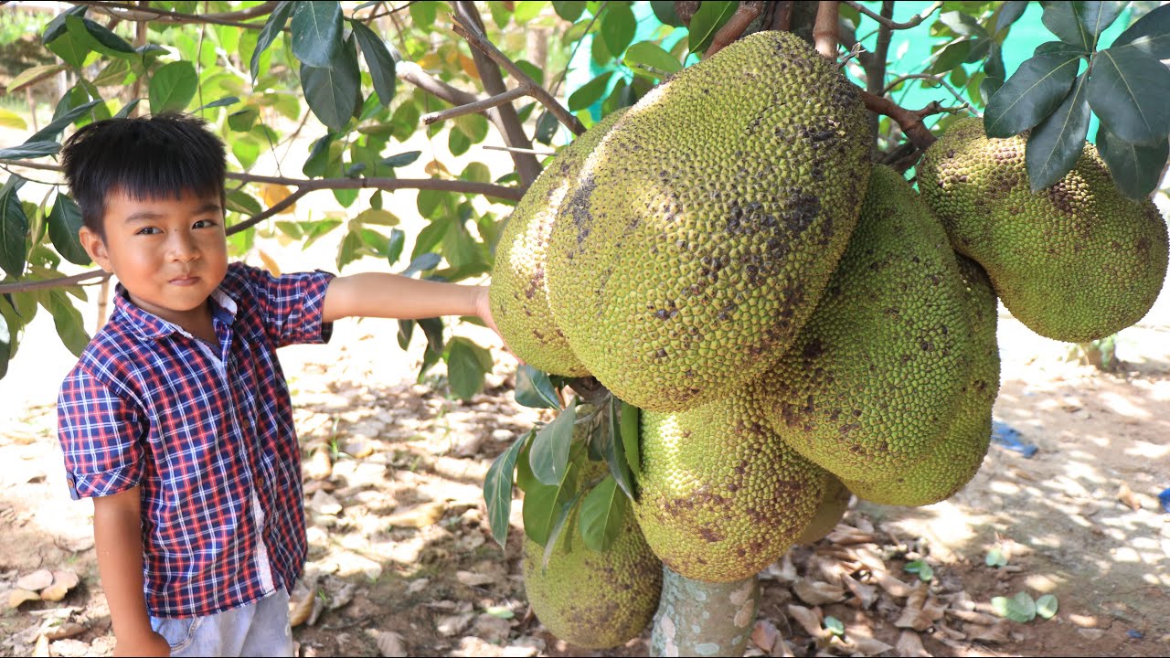 Seyhak want to learn how to make jackfruit banana leaves cake / Pick ripe jackfruit