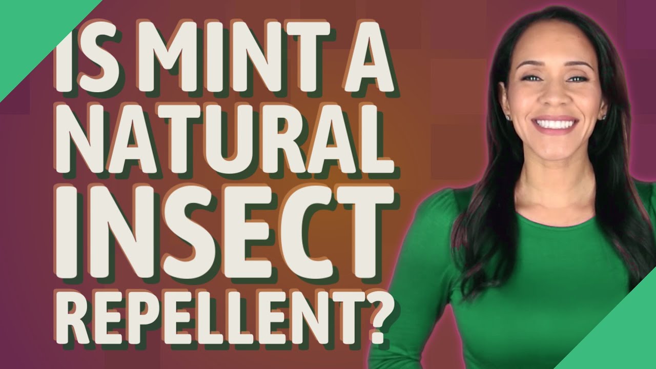 Is Mint a natural insect repellent?
