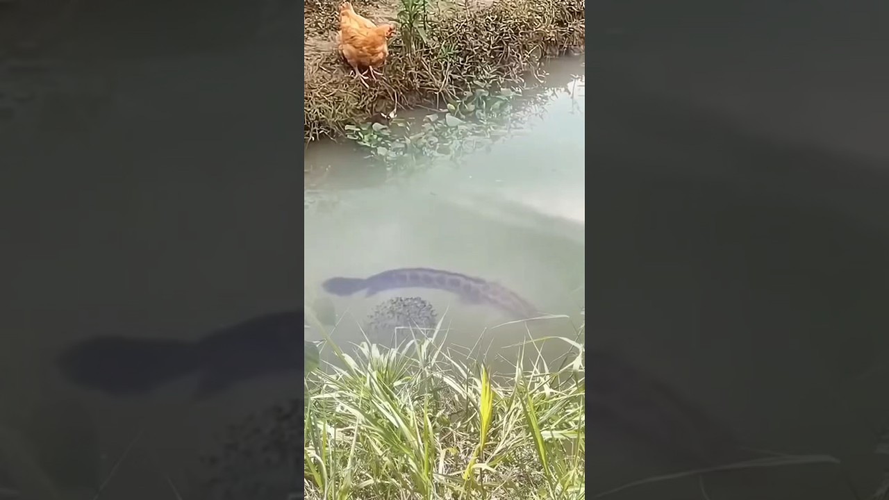 Giant snakehead attack chicken
