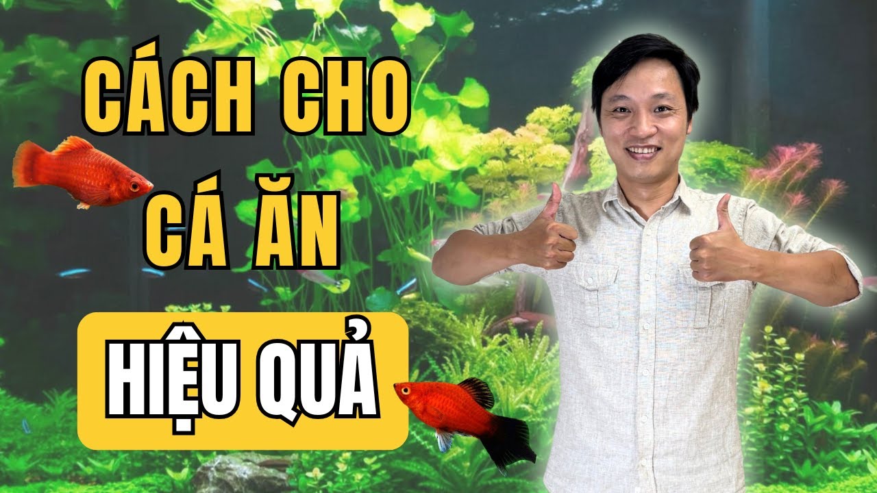 Cách cho cá ăn hiệu quả
