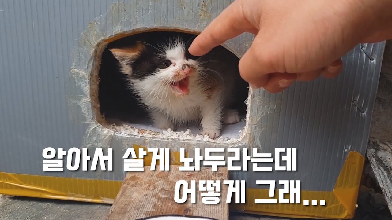 작고 소중한 꼬물이를 돌볼 수밖에 없는 이유  Why should you have a small and precious cat?