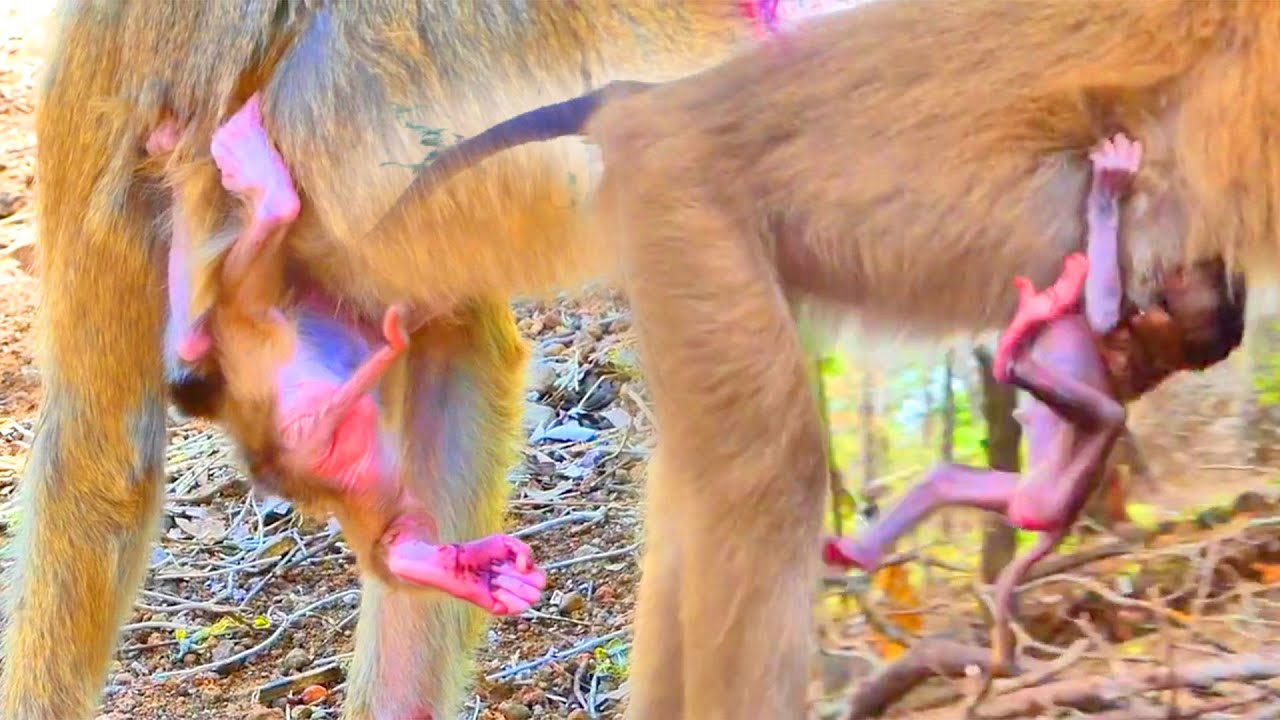 Ah Breaking Heart....The P00r Monkey BB Got W-e-a-k Leg And W-0-u-nd - HE Not Walk Himself Yet