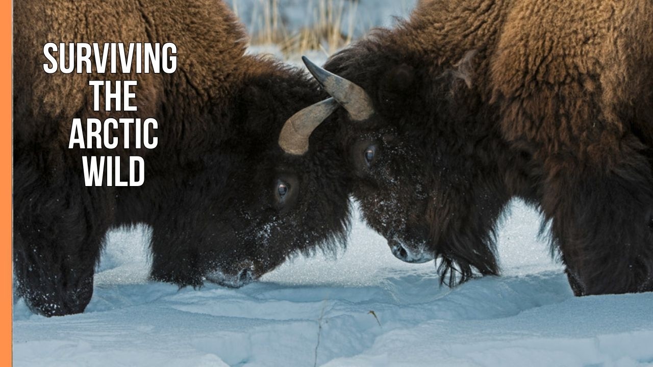Fascinating Polar Worlds – Survival in the Frozen Arctic | Wildlife Documentary