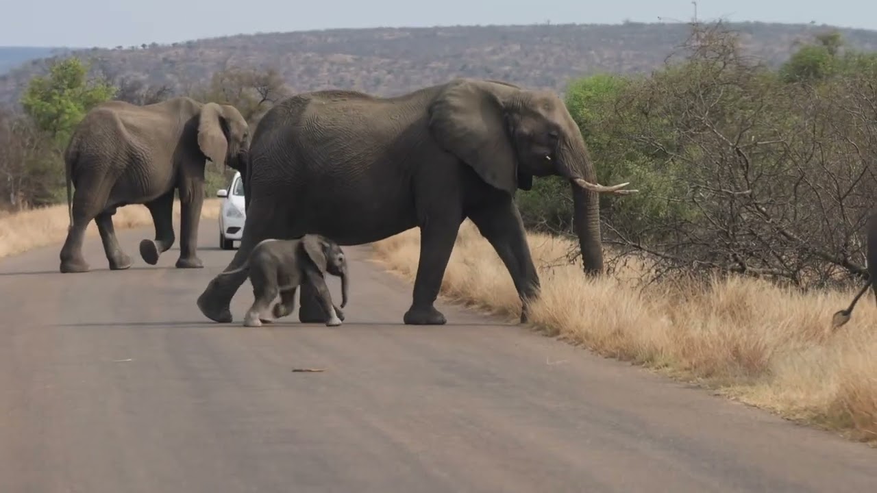Baby Elephant Crossing Road