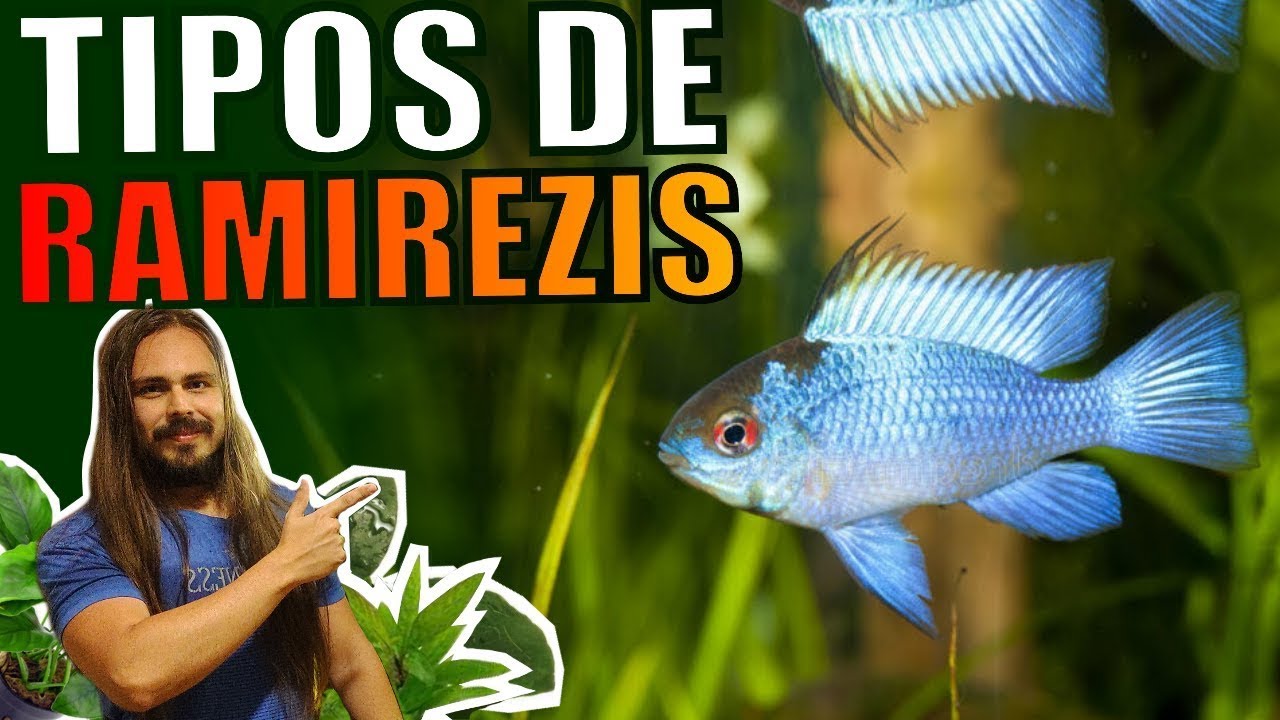 🔴|Mr. Betta|