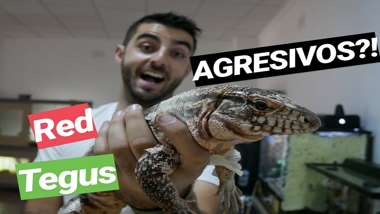 Tegus AGRESIVOS!? 😱😵 Salvator [Tupinambis]