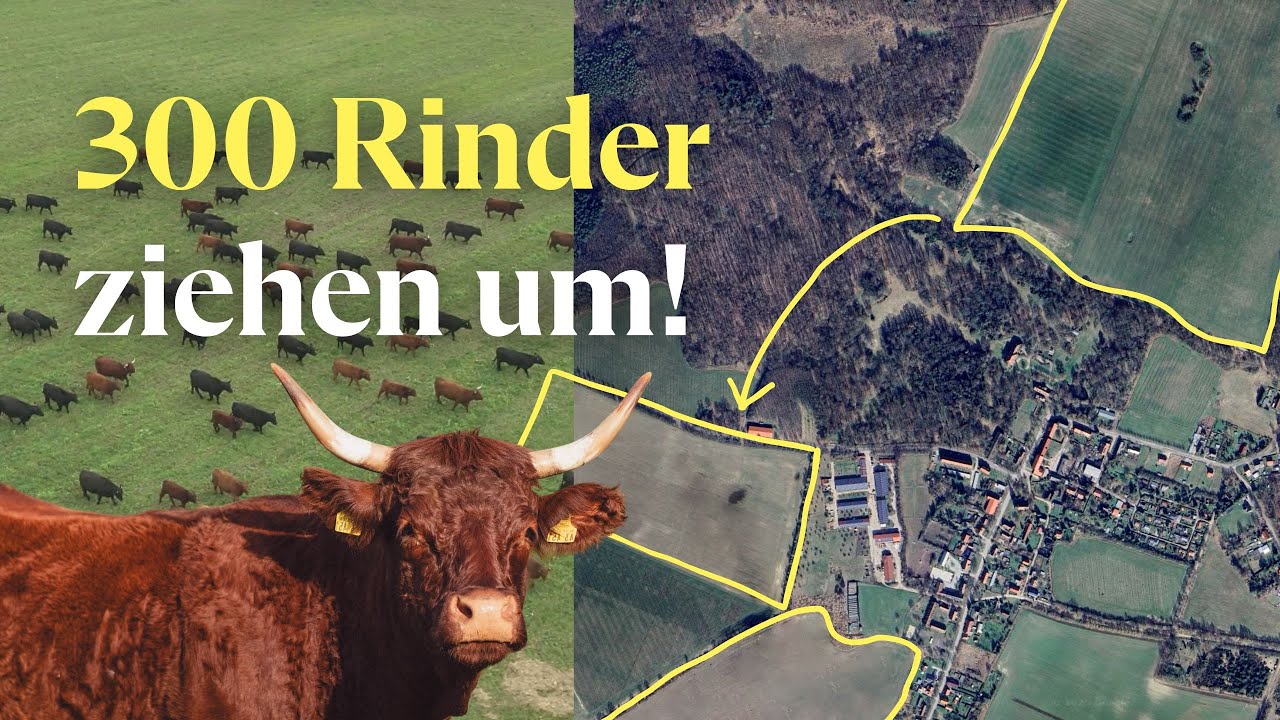 Der größte Herden-Umtrieb bei Gut&Bösel – und wie er vorbereitet wurde