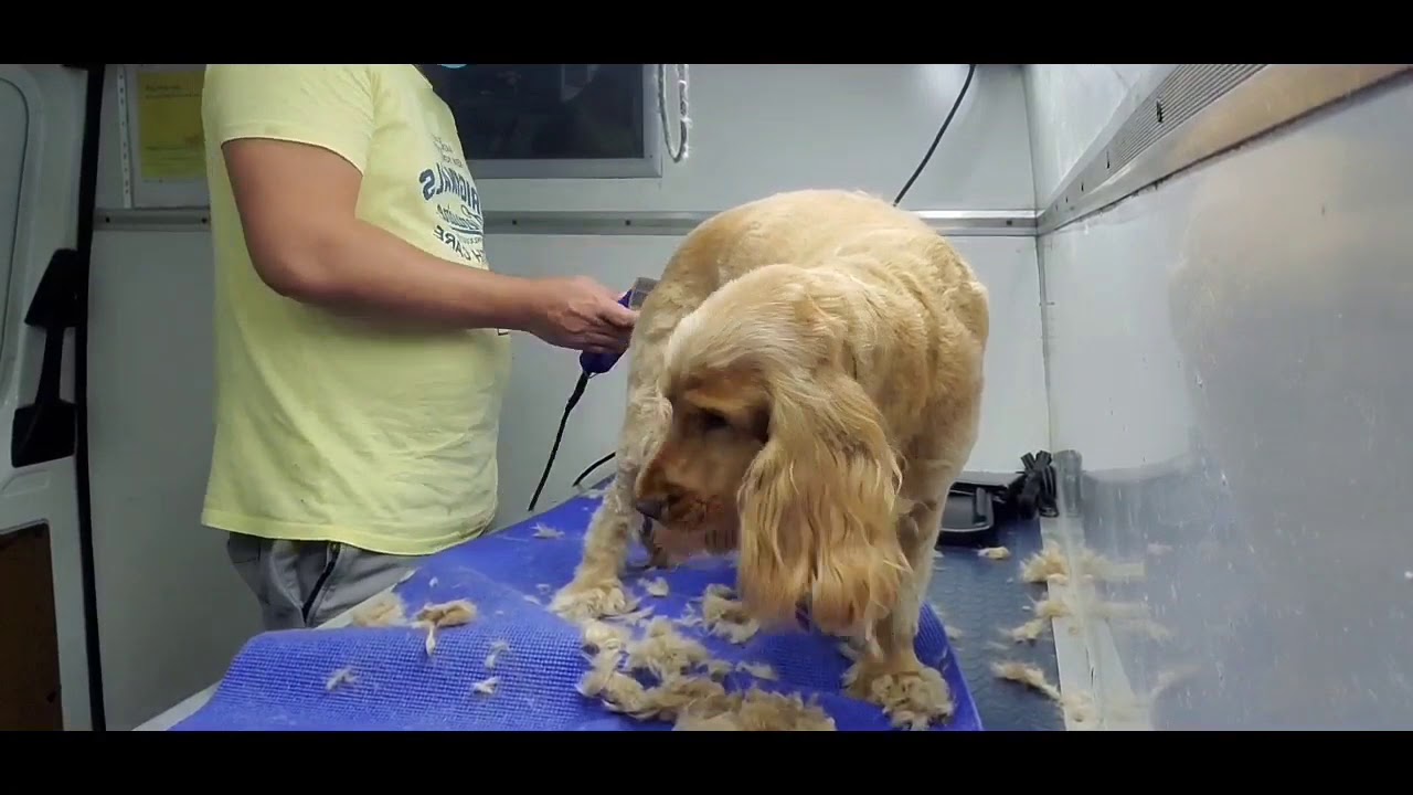 Grooming Cocker Spaniel
