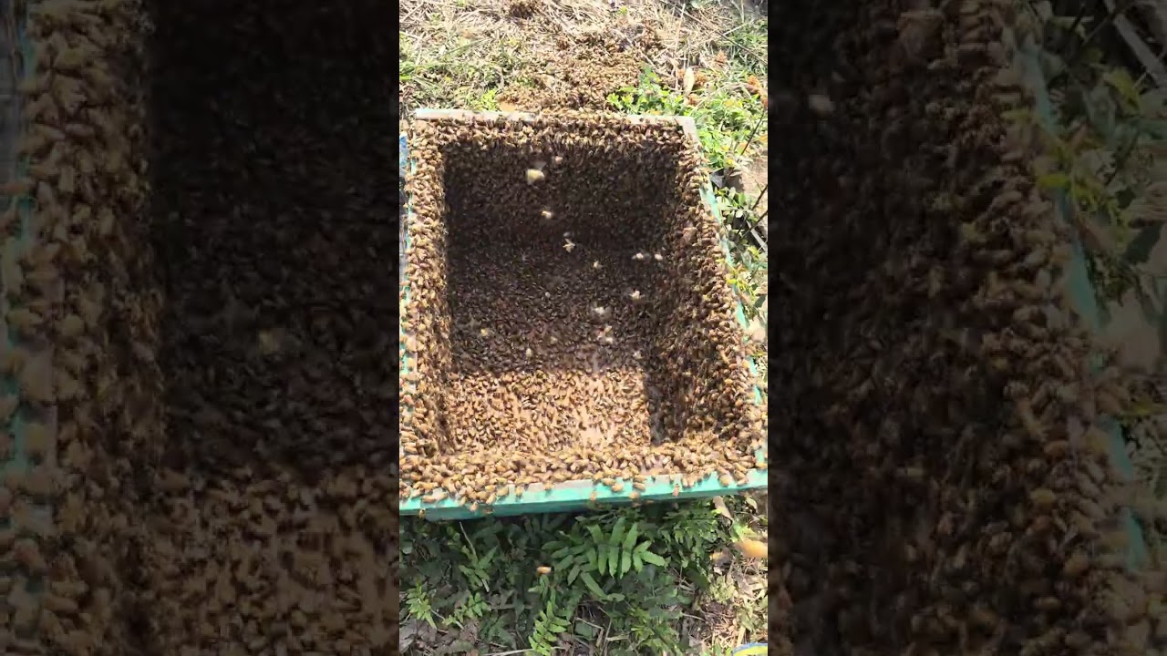 this was the biggest open air hive we'veever seen! 50k bees! #shorts #animals#nature #bees