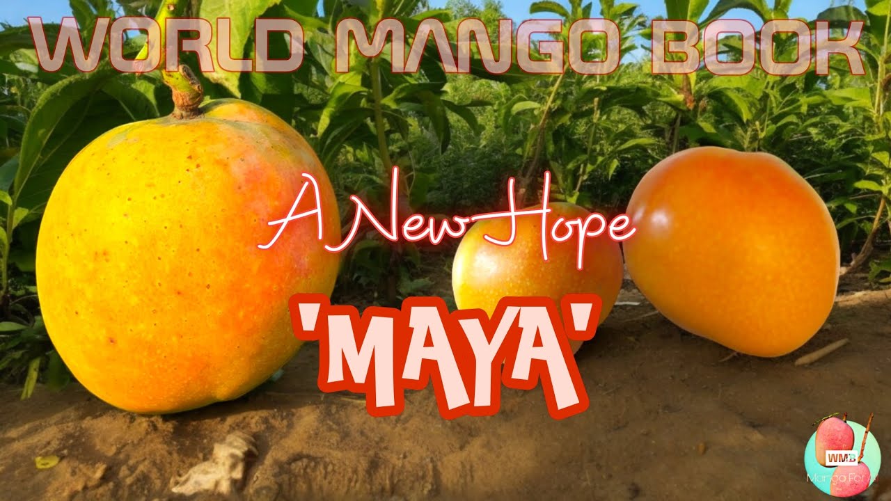 'MAYA' - A Detailed Review || Perspective Of Maya Mango Cultivation In Bengal, India