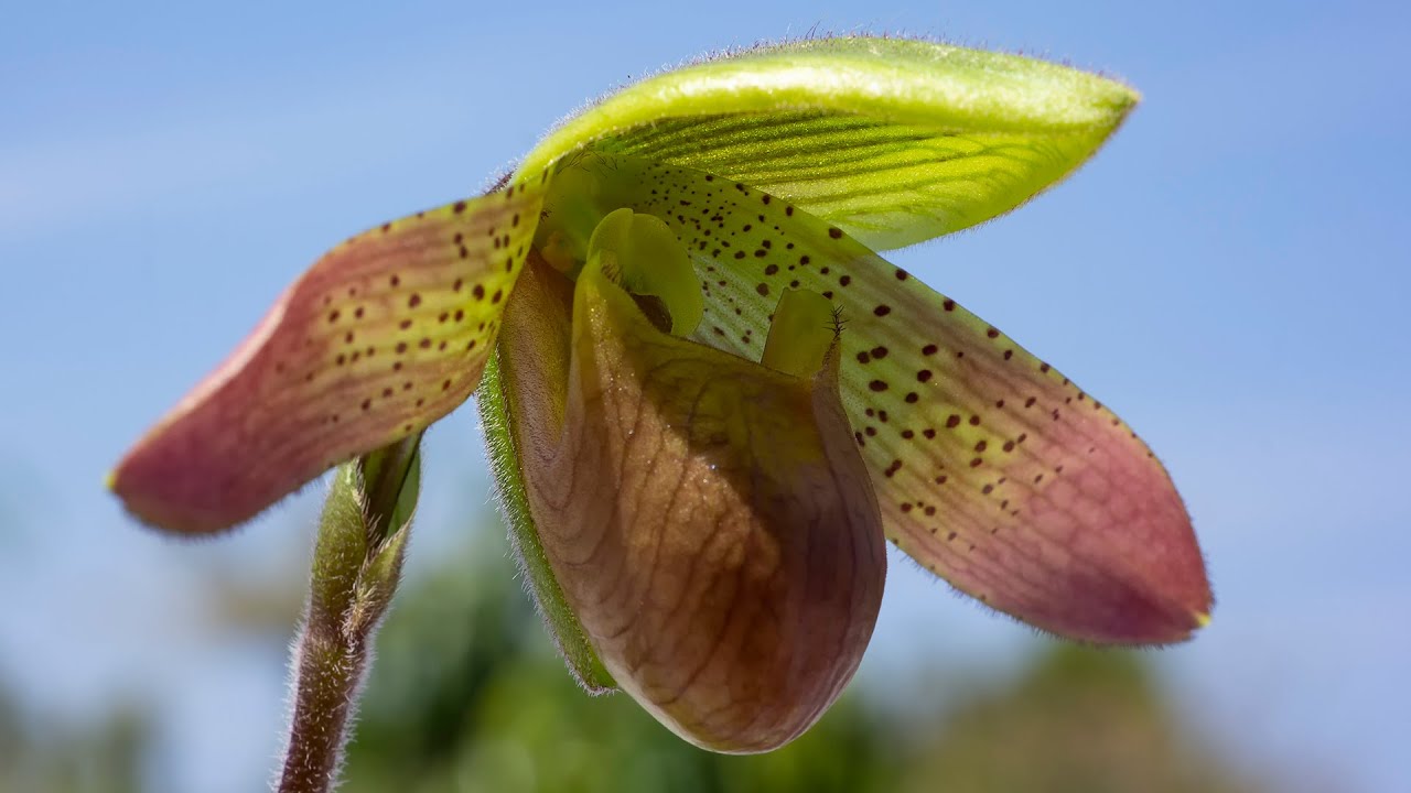 The Story of Orchids - Aphrodite's Sandal | Paphiopedilum
