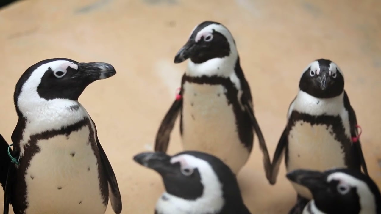 Meet the African penguins at the Dallas Zoo