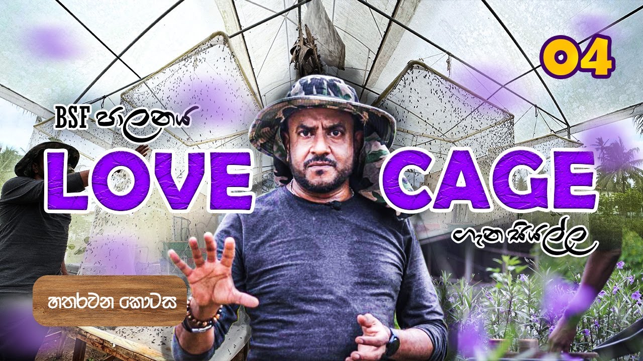 BSF Love Cage full guide | පියවරින් පියවර සරලව
