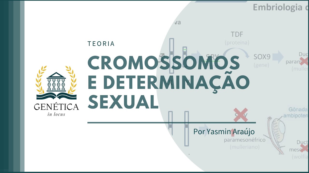 Teoria: Cromossomos e Determinação Sexual