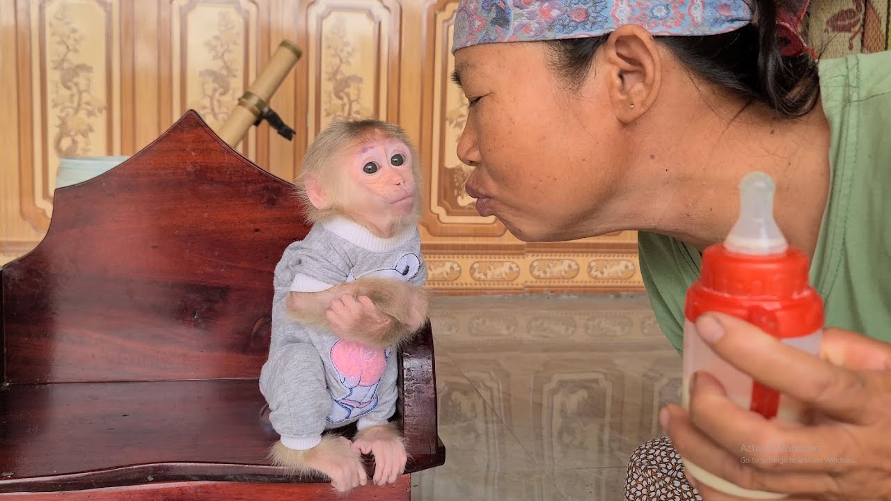 Monkey David shows his affection for Grandma