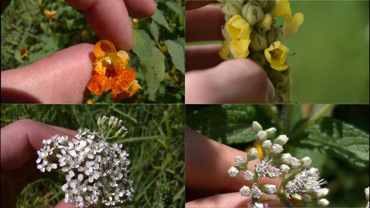 How To Identify 5 Medicinal Plants And Their Uses