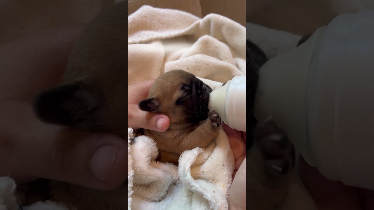 Puppy nursing from a baby bottle for extra milkies #puppy #shorts #dogs #pets