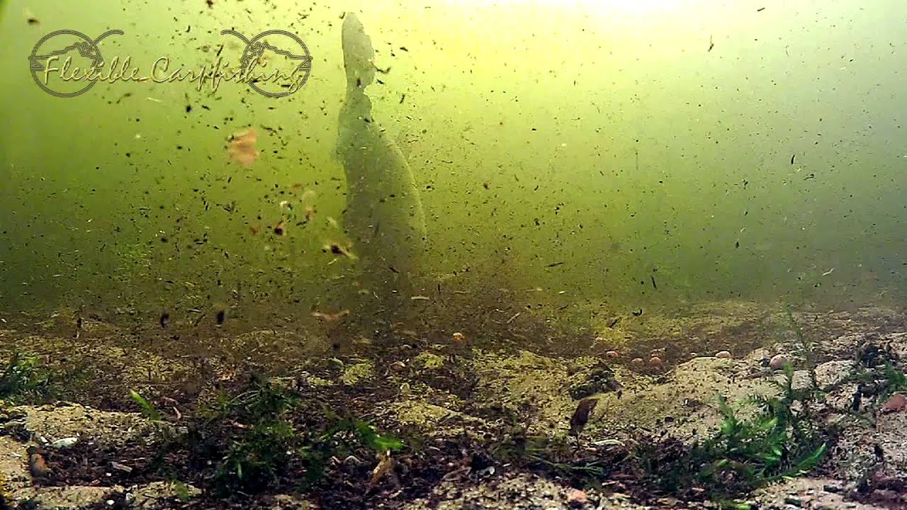 Complete drill big (grass) carp under en above water by Joop Butselaar