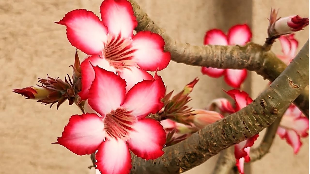 Adenium Multiflorum