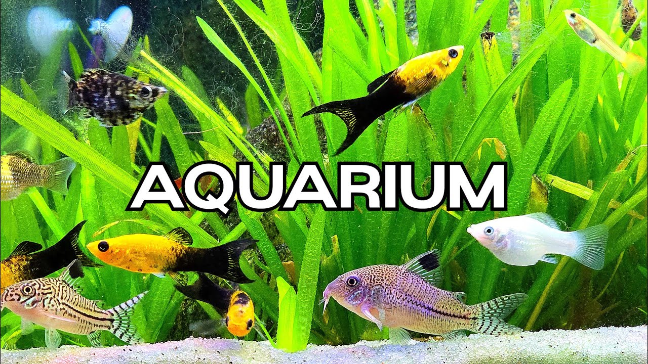 🔴LIVE Relaxing Aquarium 🐟 Calming Water Sounds for Work/ Study/ Sleep