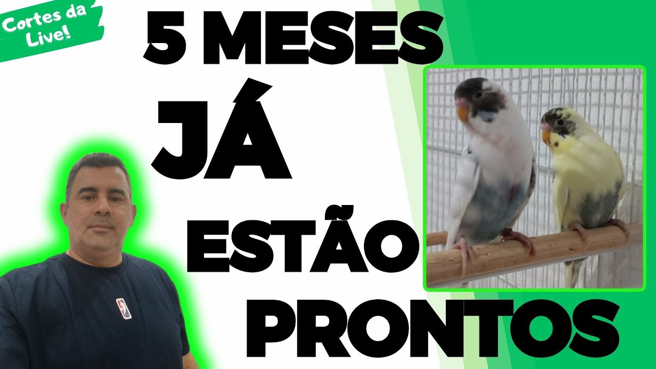 PERIQUITO MANTO NEGRO TEM DIMORFISMO SEXUAL?