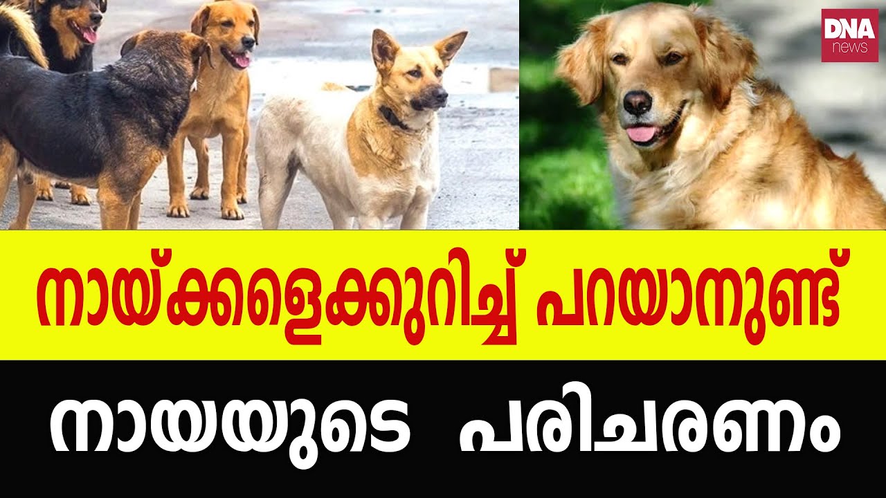 പൊതുജനാരോഗ്യത്തിൽ തെരുവ് നായ്ക്കളുടെ സ്വാധീനം: മിഥ്യകളും വസ്തുതകളും | dnanewsmalayalam