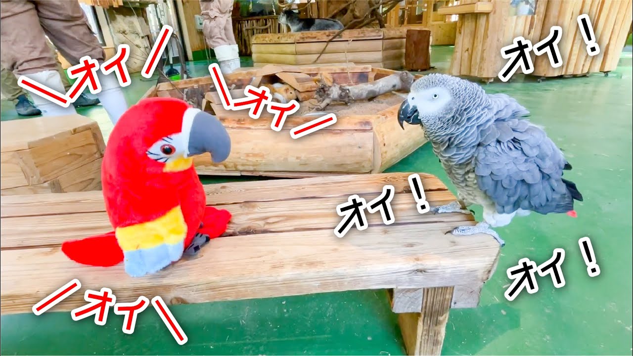 めっちゃ喋るインコと、リピートおもちゃの会話がカオスすぎたww