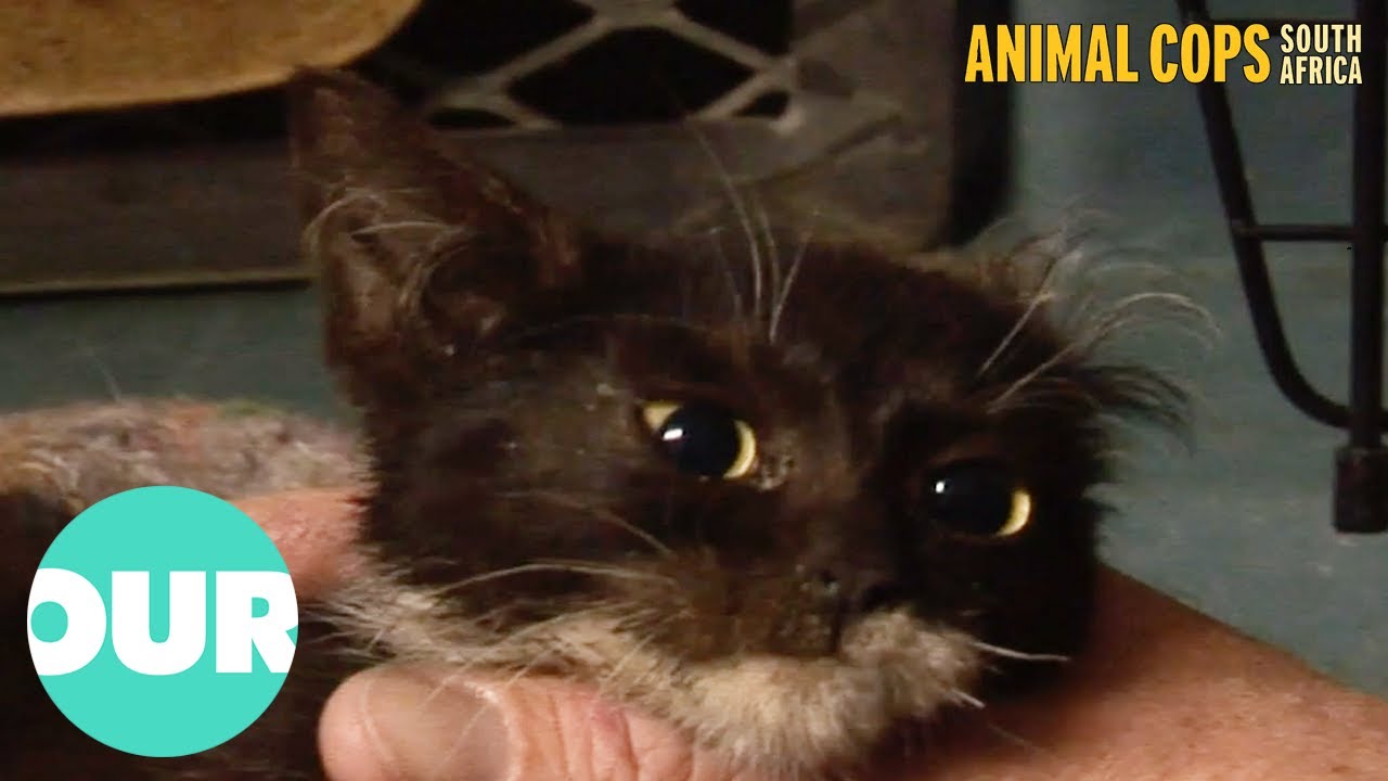 Animal Cops Try To Rescue Trapped Kitten | Animal Cops South Africa Ep14 | Our World
