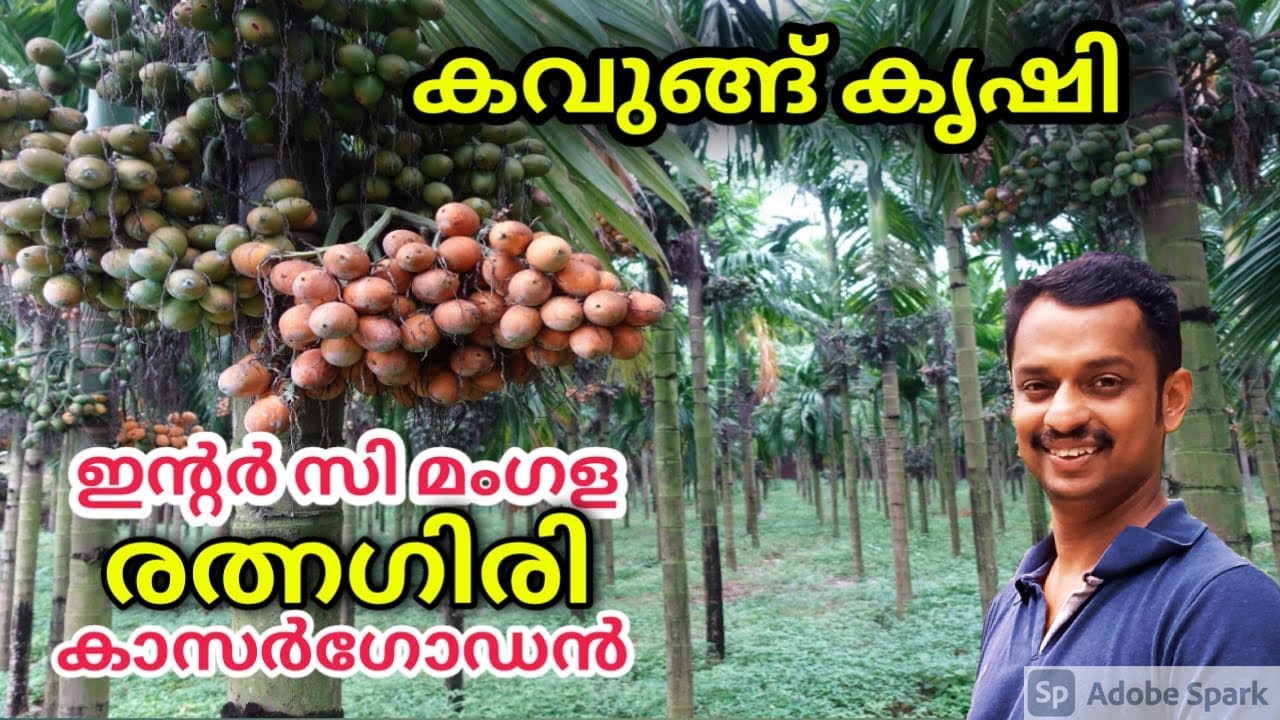 kavungu krishi malayalam #Areca nut farming in kerala #arecanut plantation #kavungu thai #kavugu #kl