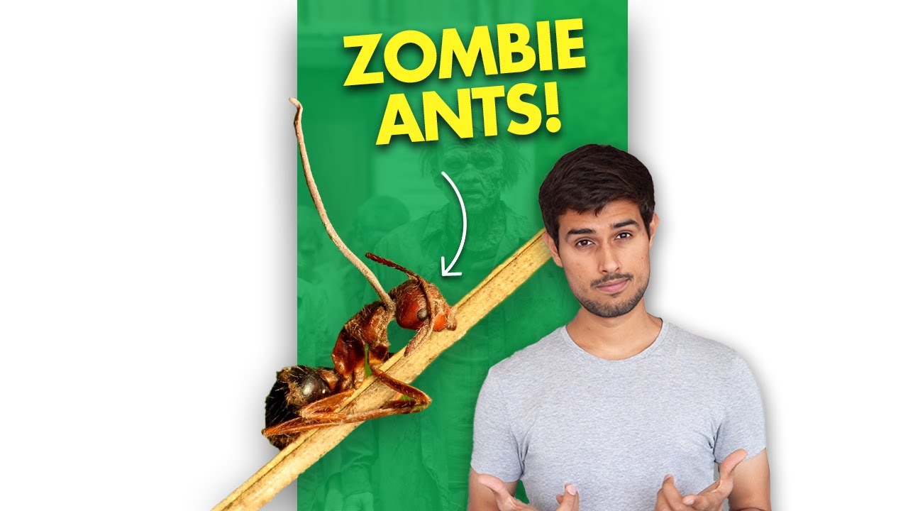 What is zombie fungus?