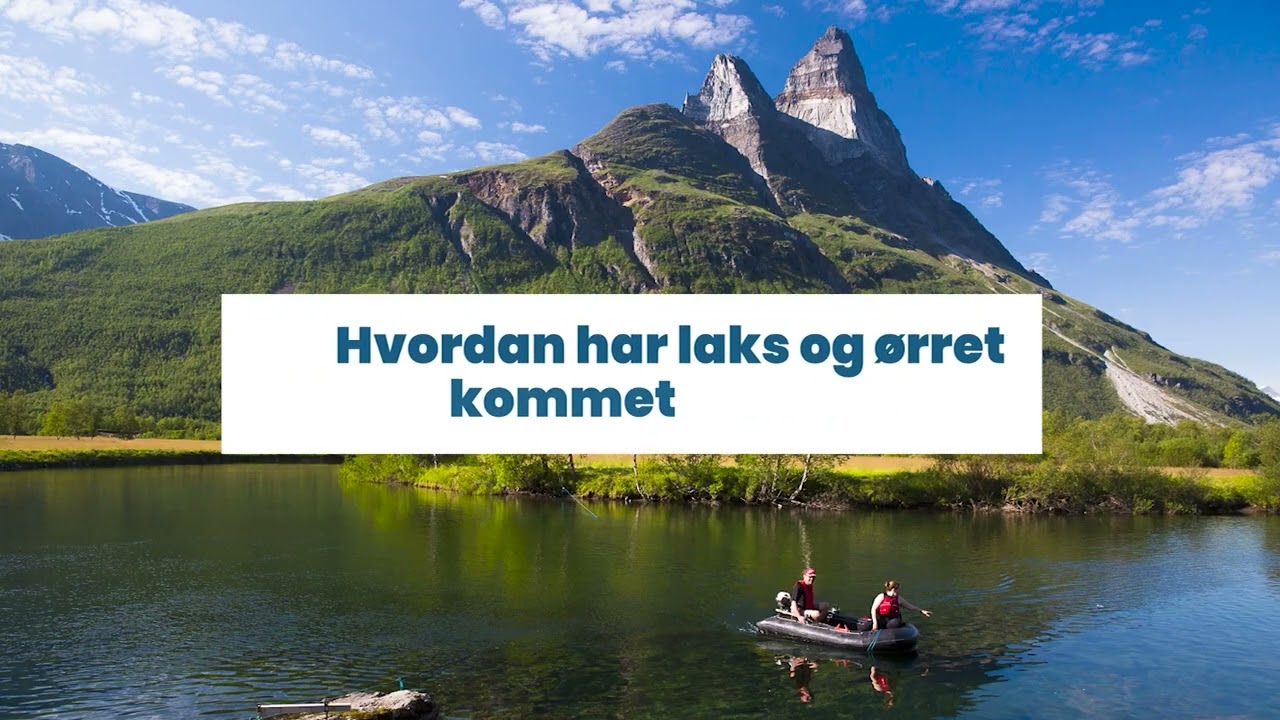 Slik lyktes vi med å fjerne parasitten gyrodactylus salaris i vassdragene i Skibotn-regionen