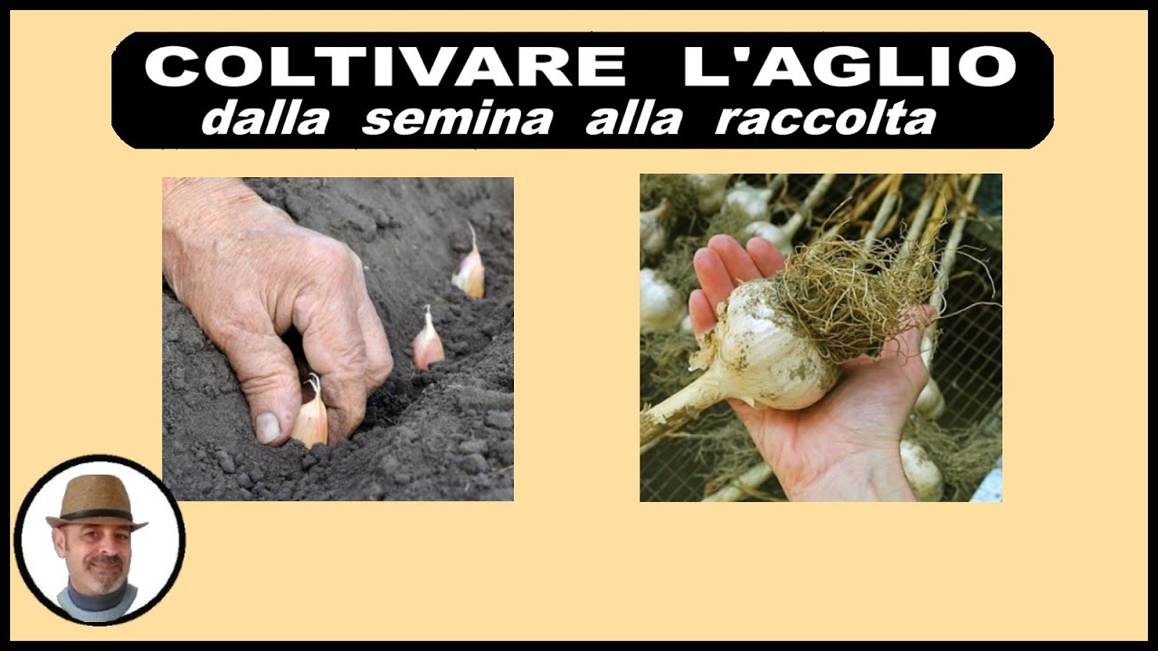 COLTIVARE L'AGLIO, dalla semina alla raccolta