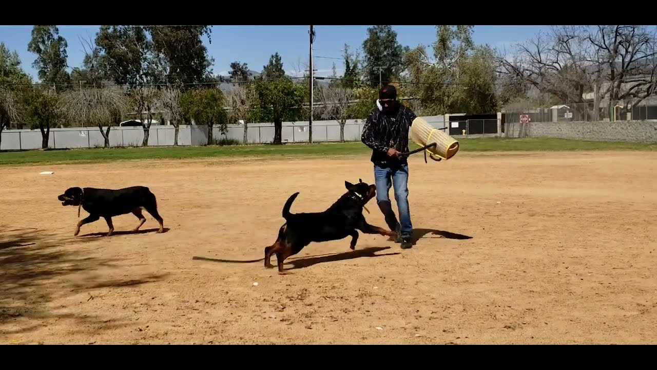 Would you do this ?Strange things #rottweilerfans #rottweilerpup #rottweilerlovers #dogs