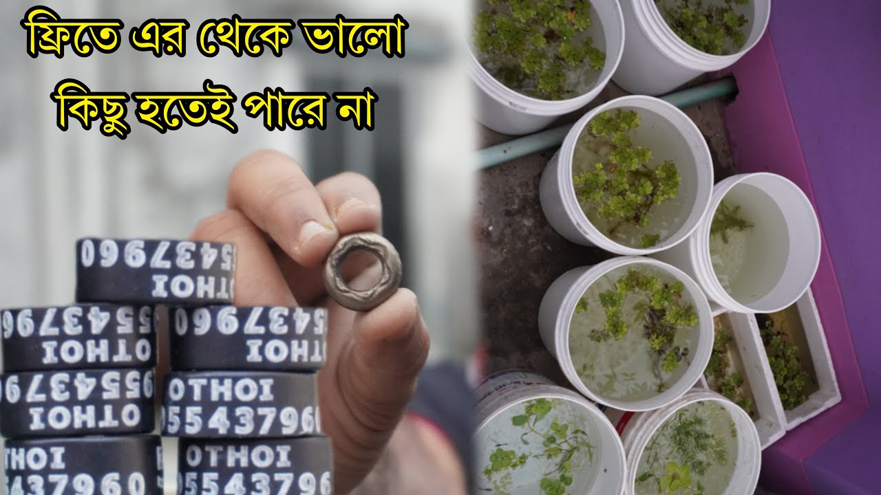 প্রতারিত হবেন না কবুতরের পায়ের রিং কিনে নিজের ব্যবস্থা নিজেই করুন