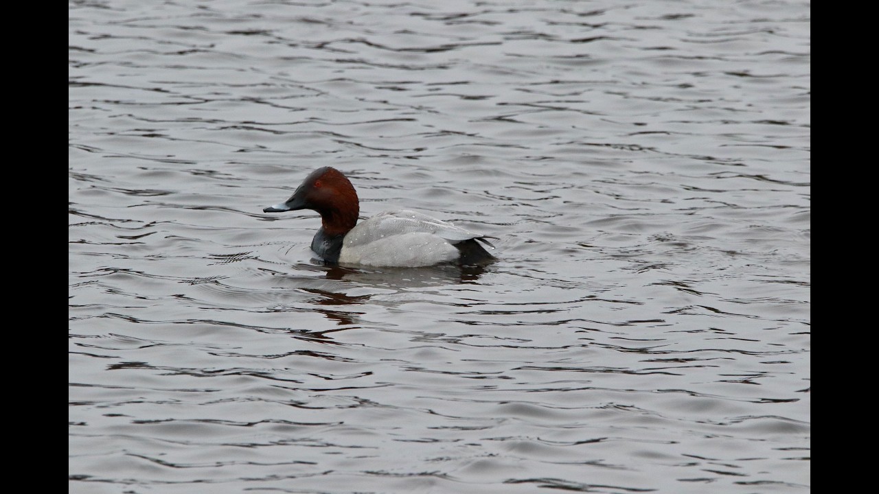 #tufted duck incredibly beautiful in the Netherlands!