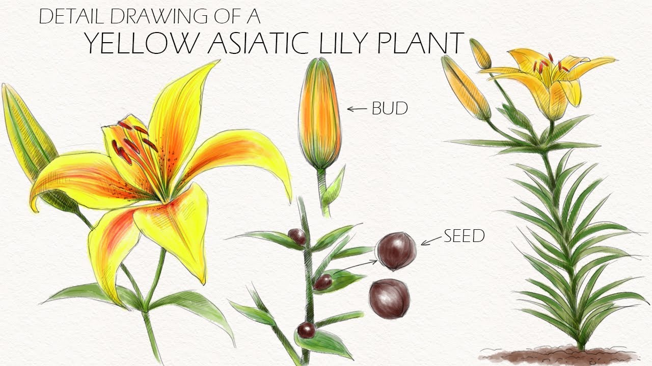 DETAIL DRAWING OF A YELLOW ASIATIC LILY PLANT | Yellow Asiatic Lily Plant  | Yellow Asiatic Lily | 💐