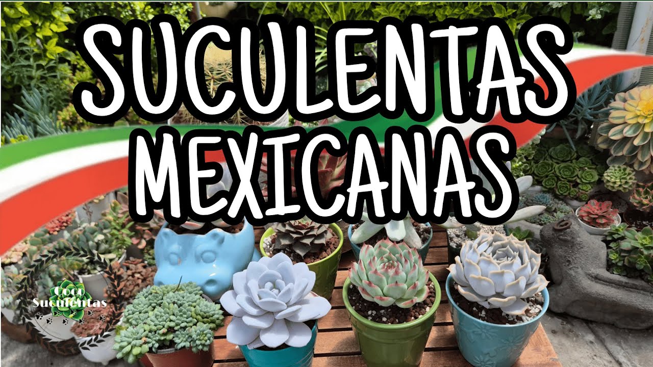 SUCULENTAS MEXICANAS - TIPS Y CUIDADOS -