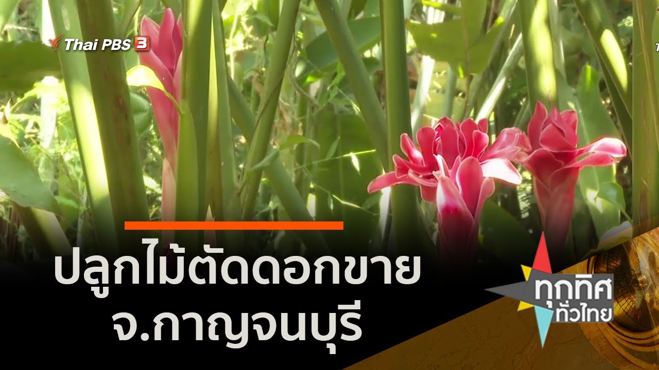 ปลูกไม้ตัดดอกขาย จ.กาญจนบุรี