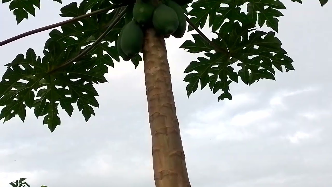 pé de mamão não segura os frutos +como adubo pés de mamão #frutas saudáveis!!!*