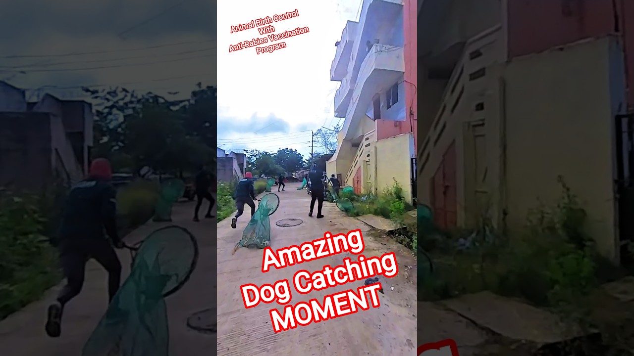 Dog Vs Catchers 